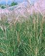 Miscanthus Grass